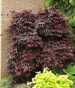 Japanese Acer Palmatum Bloodgood Plant Tree Extra Large 3-4ft Supplied in a 5 Litre Pot