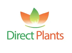 Direct Plants Thuja Plicata Gelderland Western Red Cedar 5-6ft Pallet of 20 Supplied in 5 Litre Pots