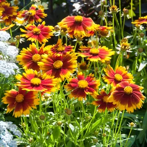 Coreopsis UpTick Gold and Bronze - Striking Gold and Bronze Blooms, Compact, Sun (15-30cm Height Including Pot)