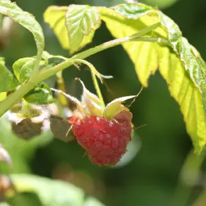 Lincolnshire Fruits Malling Promise Potted 7 Litre (Raspberry)