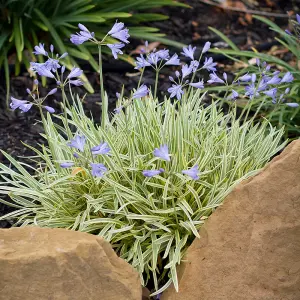 Agapanthus Golden Drop Established Plant in 9cm Pot