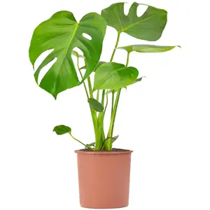 Monstera Deliciosa - Trendy and Lush Indoor Plant for Interior Spaces (50-60cm Height Including Pot)