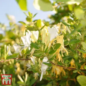 Lonicera (Honeysuckle) japonica Halliana 3 Litre Potted  Plant x 2