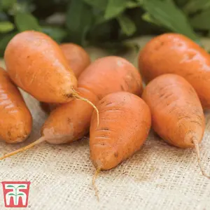 Carrot Caracas 1 Seed Packet (400 Seeds)