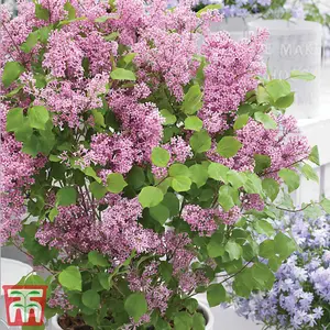 Syringa (Lilac) meyeri Flowerfesta Pink 9cm Potted Plant x 1