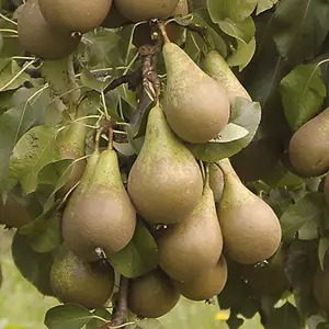 Pair of Conference Pear Trees bare root