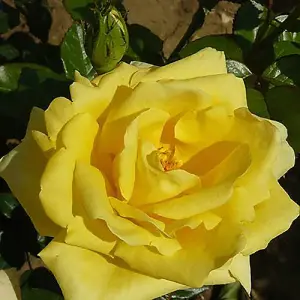 Rose 'Golden Wedding' Yellow 50th Wedding Anniversary, Gift Rose Bush Plant, in a 3L Pot, Ready to Plant