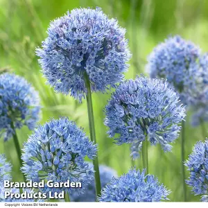 Allium Collection 105 - Flowering Bulbs