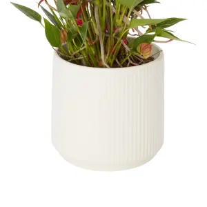 Verve Flamingo flower in White Ceramic Decorative pot 13cm