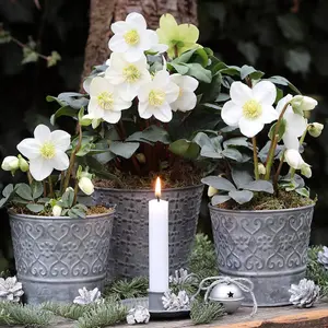 Helleborus Christmas Carol 12cm Potted Plant x 3