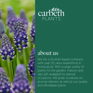 50 x Muscari Night Eyes Bulbs - Blue Purple Flowering Perennials - UK Hardy Low Maintenance Pollinator Friendly