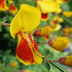 Cytisus Splendens, Broom Plant for UK Gardens (15-25cm Height Including Pot)