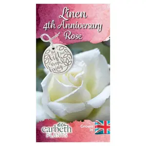 Linen Wedding Rose Bush Gift Wrapped - 4th Anniversary Plant