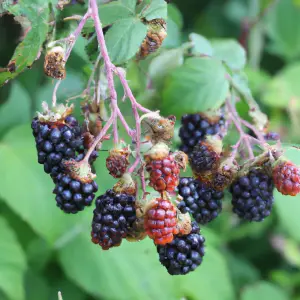 Lincolnshire Fruits Potluck Blackberry Potted 3Litre