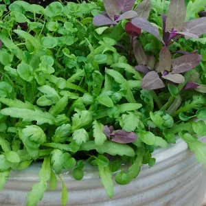 Salad Leaves Fancy Summer Mix 1 Seed Packet