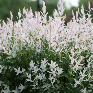 Salix Hakuro Nishiki Tree - Colourful Foliage, Hardy, Dwarf Willow (5ft Stem)