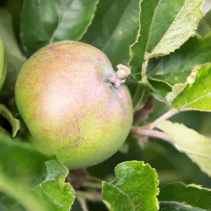 Lincolnshire Fruits Bramley's seedling Potted Apple 12 Litre Tree