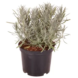 Lavender Lavandula intermedia 'Phenomenal' in a 2L Pot - Costal Plants for Gardens