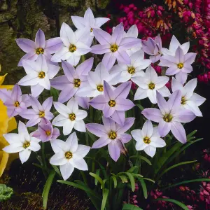 300 x Spring Flowering Bulb Mixed Pack, 300 Bulbs, 7 Varieties, Bulk Buy Collection