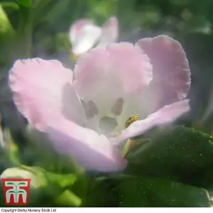 Escallonia Apple Blossom 3.5 Litre Potted Plant x 2