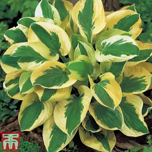 Hosta Collection 10 Bare Root Plants