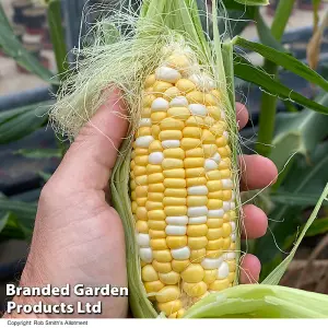 Sweetcorn Pot of Gold F1 1 Seed Packet   (20 Seeds)