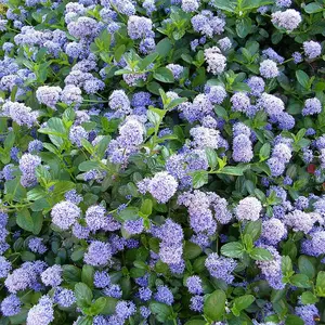 Ceanothus Victoria - Outdoor Flowering Shrub, Ideal for UK Gardens, Compact Size (15-30cm Height Including Pot)