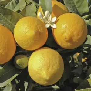 You Garden - Citrus Lemon 'Citron' Tree in a 9cm pot - Lemon Trees for Gardens Grow Your Own Lemon Tree in Gardens and Homes - Per