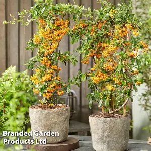 Pyracantha Sunny Star 3 Litre Pot x 1