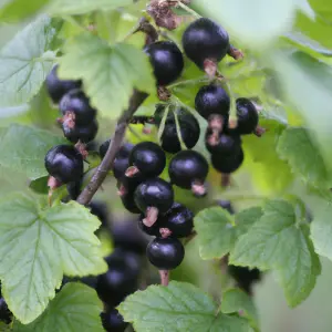 Lincolnshire Fruits Big Ben Potted 3 Litre Blackcurrants