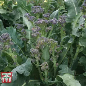 Broccoli TZ 7035 Purple Sprouting 1 Seed Packet (40 Seeds)