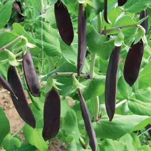 Pea Mangetout Shiraz 1 Seed Packet