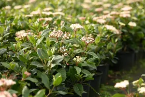 Viburnum Tinus 'Eve Price' 70cm Height Evergreen Instant Hedge Pack of 16