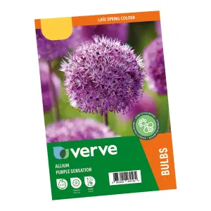 Allium Purple Sensation 40 Flower bulbs