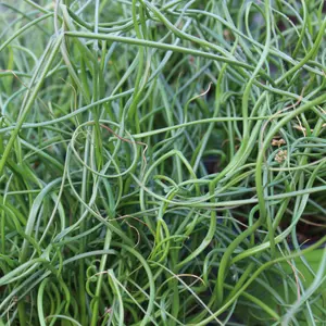 Lincolnshire Pond Plants Ltd Marginal Plants - Pond Plants (Juncus Effusus 'Spirals')  - 3x Plugs