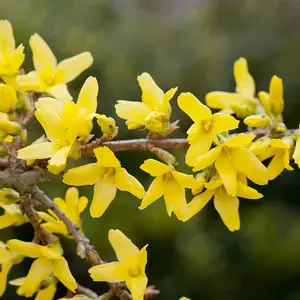 Forsythia Intermedia Spectabilis 9cm Pot x 1