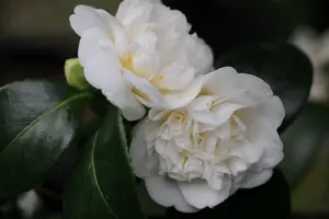 Camellia Nobilissima Plant - 20-35cm in Height - Evergreen Shrub - 9cm Pot