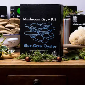 Blue-Grey Oyster Mushroom Growing Kit  Gift Option