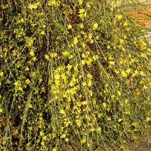 Winter Jasmine Jasminum nudiflorum - Established Plant in 9cm Pot Ready for Planting Winter Blooms Grow Your Own