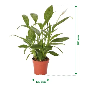 Verve Peace lily in Terracotta Plastic Grow pot 12cm