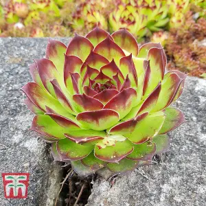 Mixed Succulent Houseplants - 5 Potted Plants