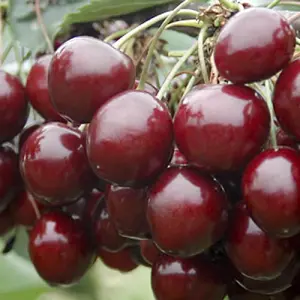 Sweet Cherry 'Stella' (Prunus avium) Bare-Root Tree 1.2 m Tall Grow Your Own Fruit UK Gardens