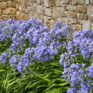 Agapanthus Blue' (African Lily) in 9cm Pot