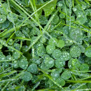 Clover Lawn Seed - Grass Seed & White Clover - 20kg