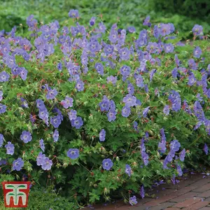 Geranium (Hardy) Rozanne 3 Bare Roots