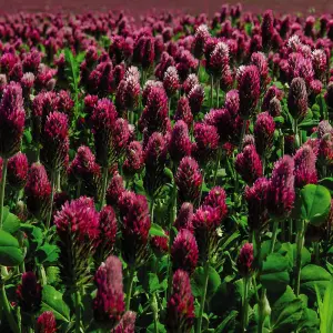 Green Manure Crimson Clover 1 Seed Packet