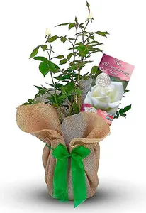 Tin Wedding Rose Bush Gift Wrapped - 10th Anniversary Plant