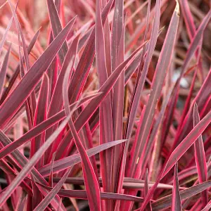 Cordyline australis Charlieboy - Bring a tropical touch to your garden 1 x 9cm pot