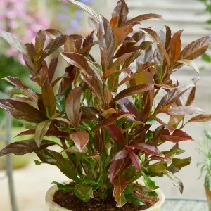 Viburnum Coppertop - Compact Shrub, Copper-Tinted Foliage (20-30cm Height Including Pot)