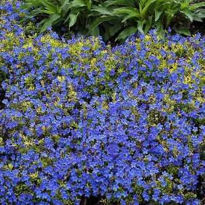 Lithodora Pure Blue - Outdoor Flowering Plant - Arrives Ready to Plant in a 13cm Pot